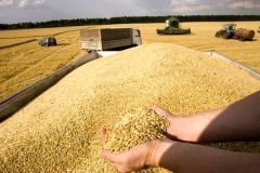 بسته تشویقی دولت برای گندمکاران؛ گندم با کیفیت را ۴۹۵۰۰ تومان می‌خریم