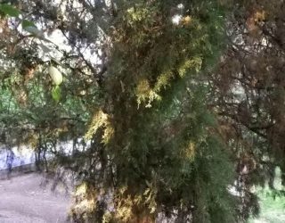 روزگار جهنمی بهشت شیراز 