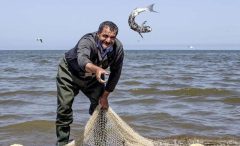 تمدید زمان صید انواع ماهیان استخوانی دریای خزر