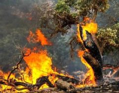 سوختم ، خاکسترم را باد برد 