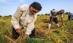 کشاورزی؛ قربانی ردیف اول سوءحکمرانی