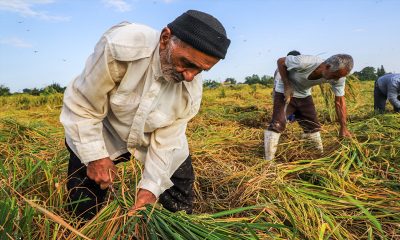 کشاورزی؛ قربانی ردیف اول سوءحکمرانی