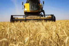 خرید بیش از ۵ میلیون تن گندم از ۳۰۹ هزار کشاورز در ۱۰۰ روز آغازین امسال